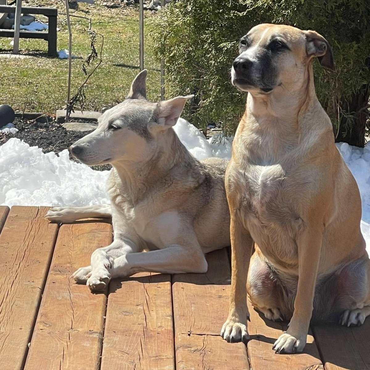 Enlarge Pina, a ADOPTABLE mixed breed in Williamsburg, ON image 4/5
