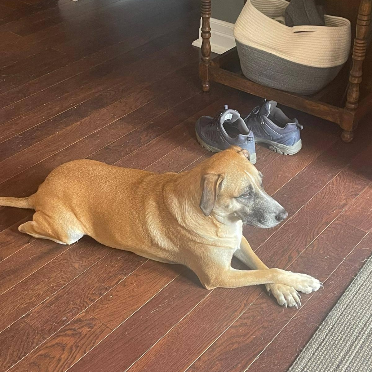 Enlarge Pina, a ADOPTABLE mixed breed in Williamsburg, ON image 2/5