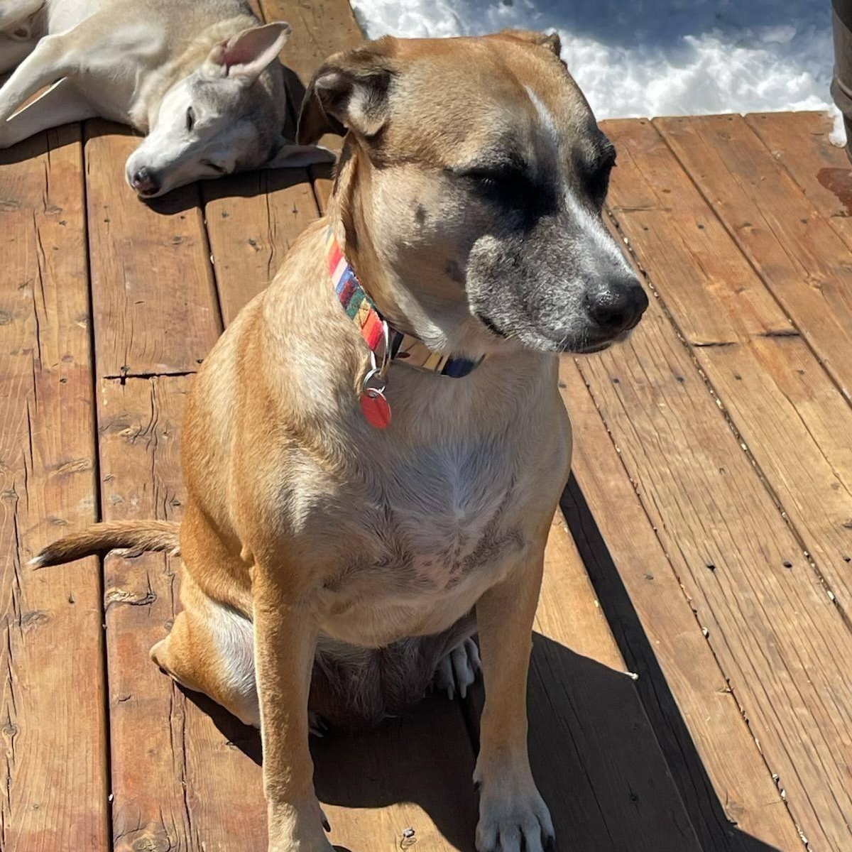 Enlarge Pina, a ADOPTABLE mixed breed in Williamsburg, ON image 3/5