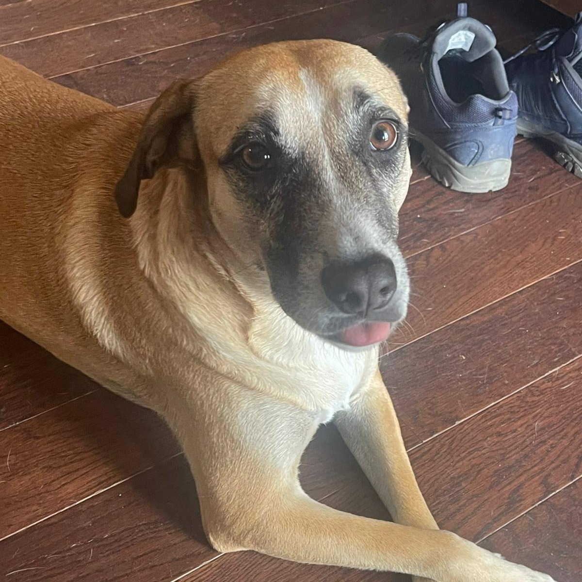 Enlarge Pina, a ADOPTABLE mixed breed in Williamsburg, ON image 1/5