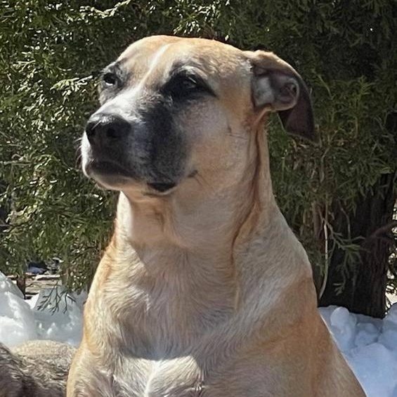 Enlarge Pina, a ADOPTABLE mixed breed in Williamsburg, ON image 5/5