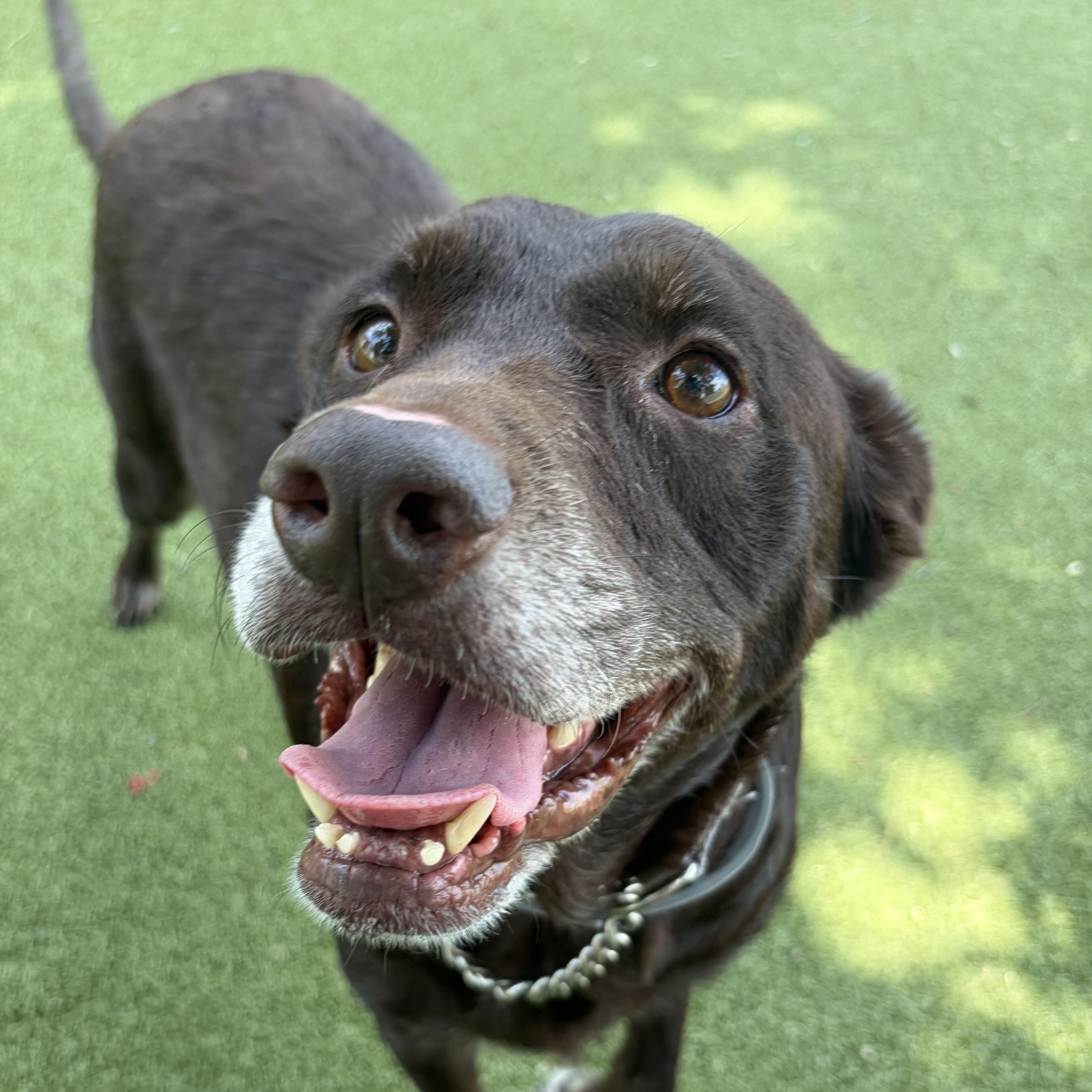 Coco, Adoptable, Senior Female Labrador Retriever.