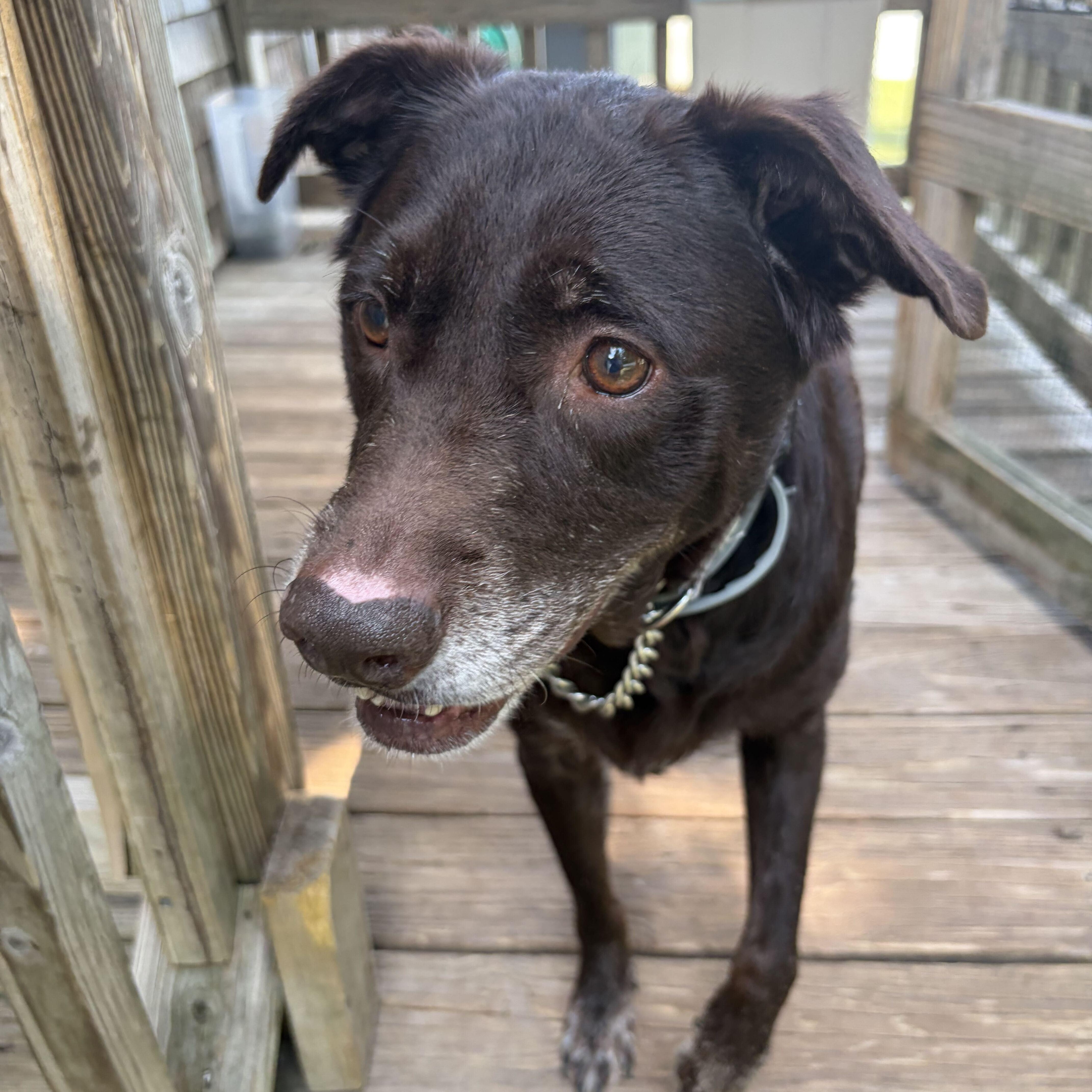 Enlarge Coco, a Adoptable Labrador Retriever in New Bedford, MA image 2/2