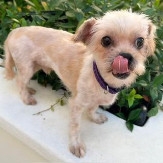 Enlarge JASPER, a ADOPTABLE Shih poo in Santa Monica, CA image 3/3