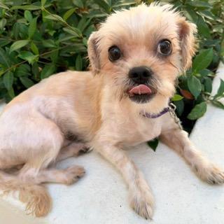Enlarge JASPER, a ADOPTABLE Shih poo in Santa Monica, CA image 1/3