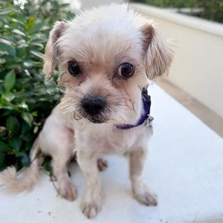 Enlarge JASPER, a ADOPTABLE Shih poo in Santa Monica, CA image 2/3