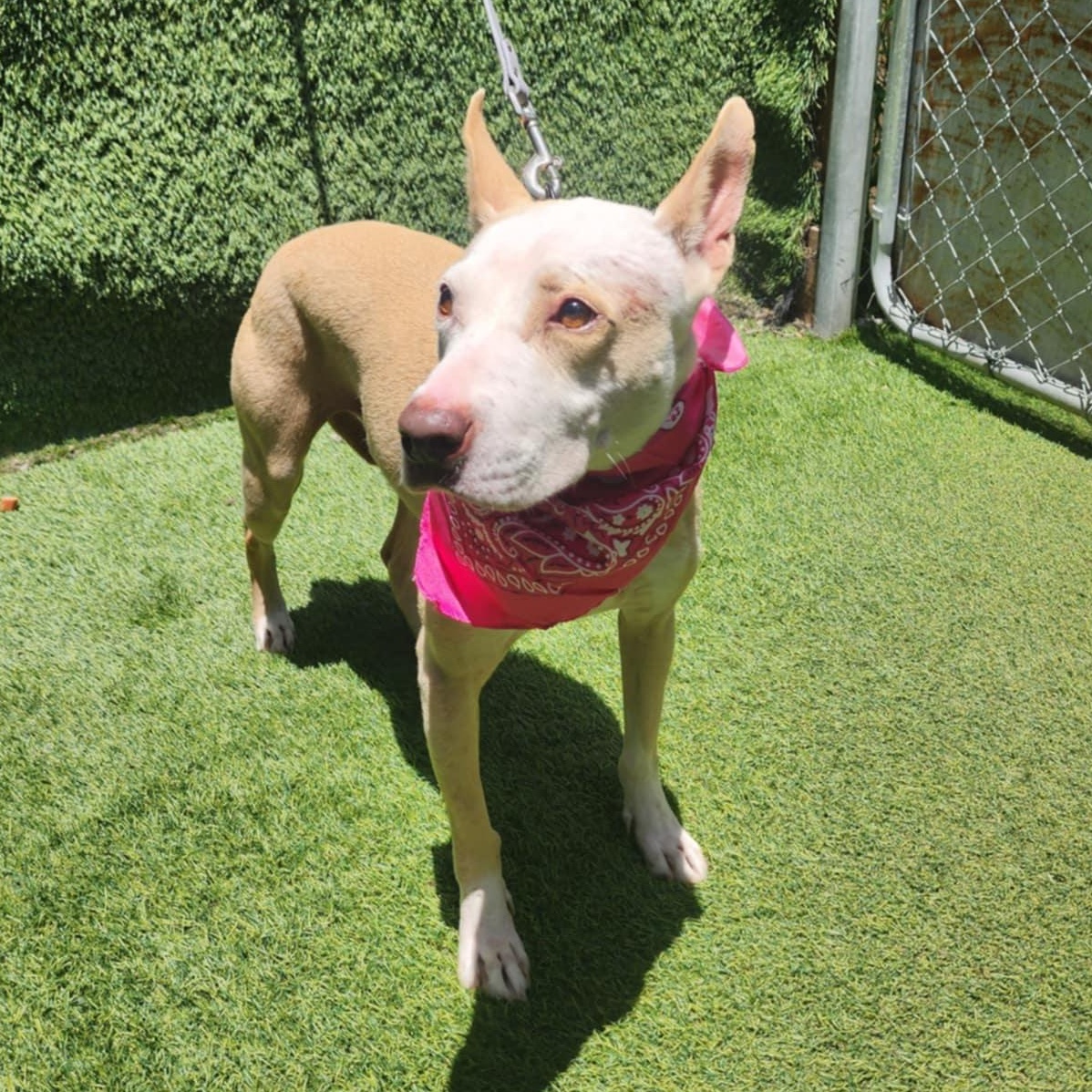 Roxy — thumbnail 2