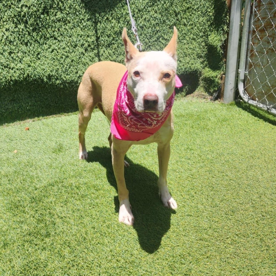 Roxy — thumbnail 3