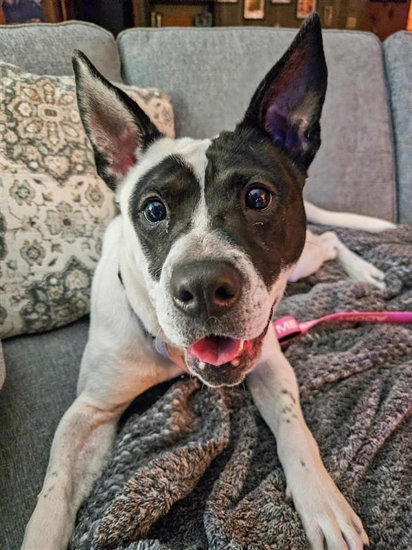 Enlarge Abigail, a Adoptable mixed breed in Gloversville, NY image 1/6