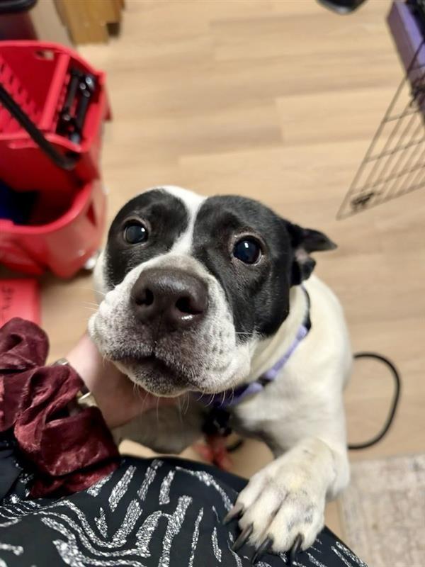 Abigail, Adoptable, Adult Female Australian Cattle Dog / Blue Heeler & Pit Bull Terrier.