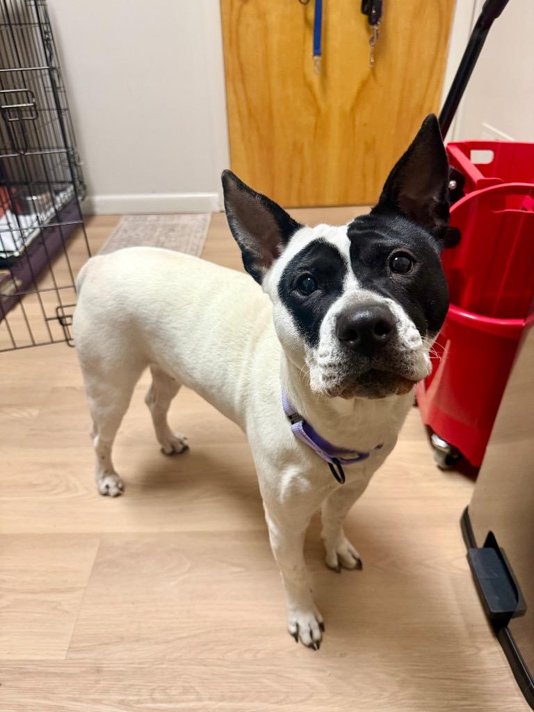 Enlarge Abigail, a Adoptable mixed breed in Gloversville, NY image 2/3