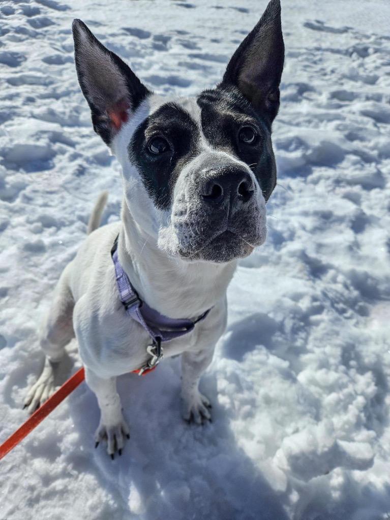 Enlarge Abigail, a Adoptable mixed breed in Gloversville, NY image 2/6