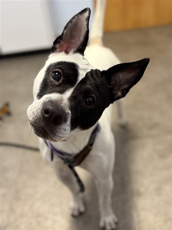 Abigail, Adoptable, Adult Female Australian Cattle Dog / Blue Heeler & Pit Bull Terrier.