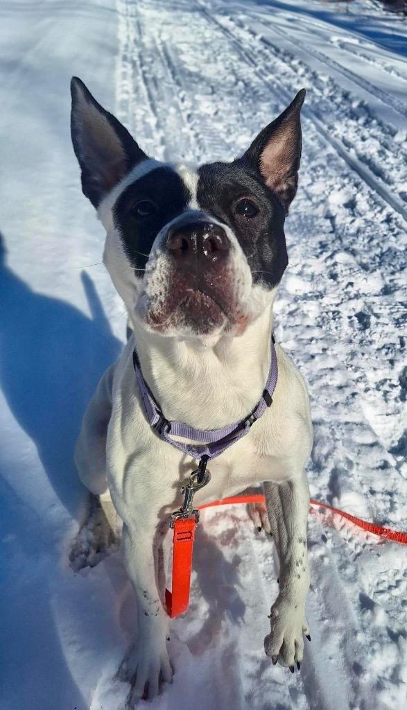 Enlarge Abigail, a Adoptable mixed breed in Gloversville, NY image 1/5