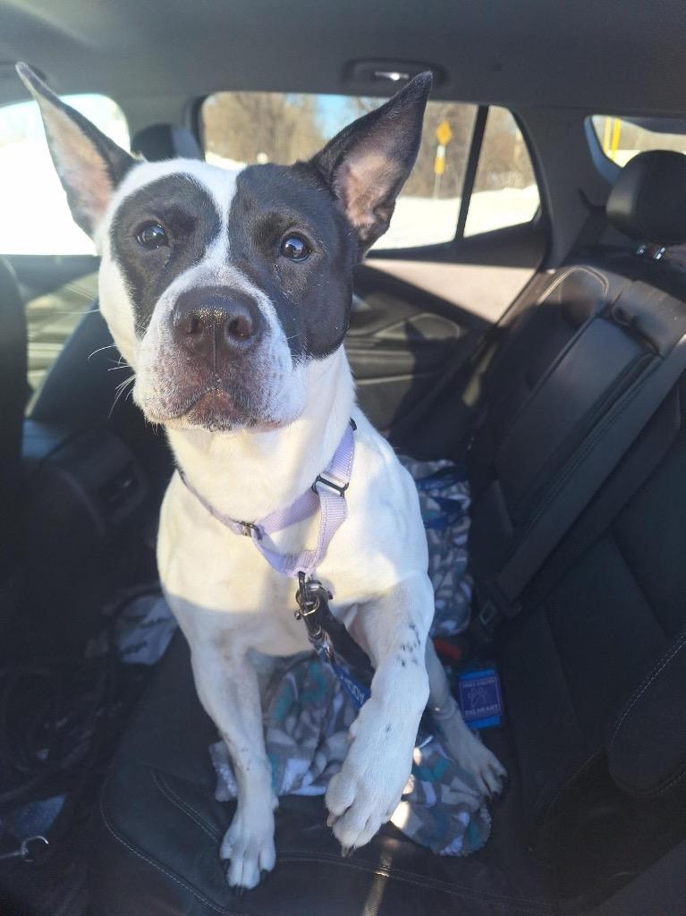 Abigail, Adoptable, Adult Female Australian Cattle Dog / Blue Heeler & Pit Bull Terrier.