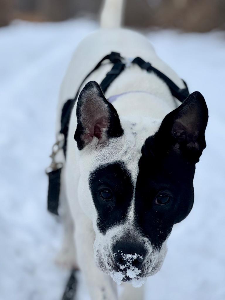 Enlarge Abigail, a Adoptable mixed breed in Gloversville, NY image 4/6