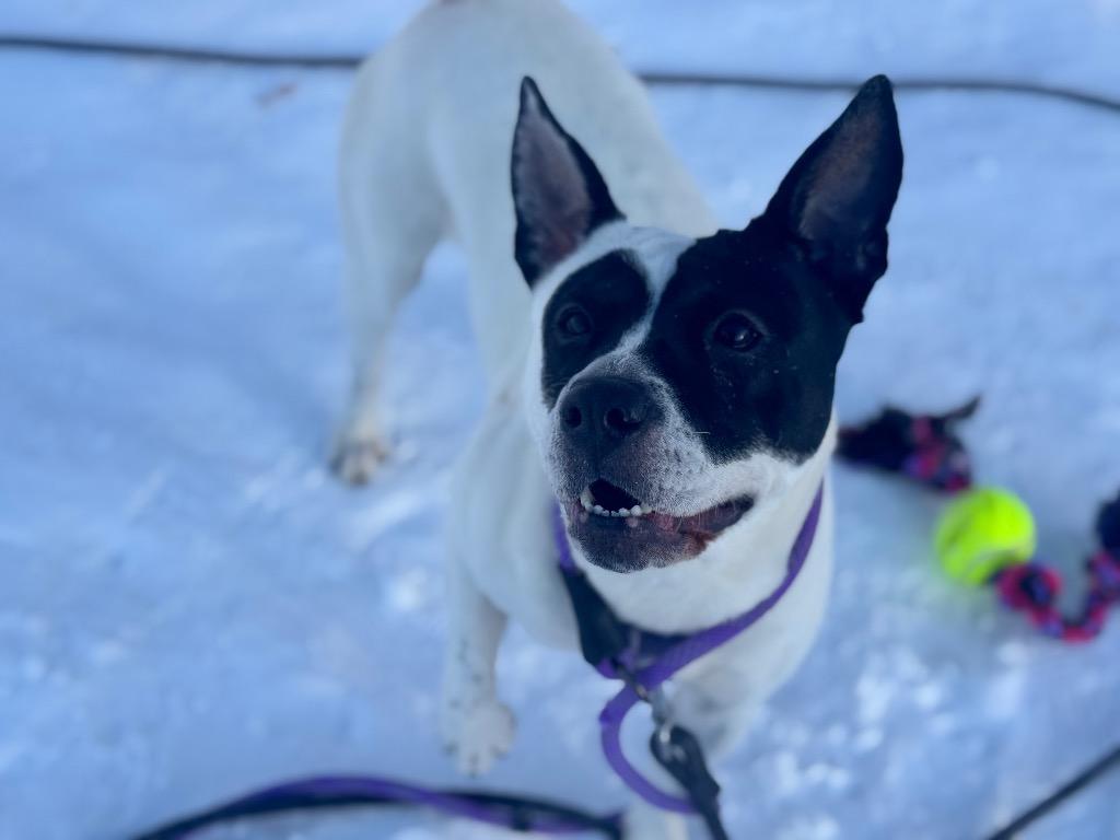 Enlarge Abigail, a Adoptable mixed breed in Gloversville, NY image 2/5