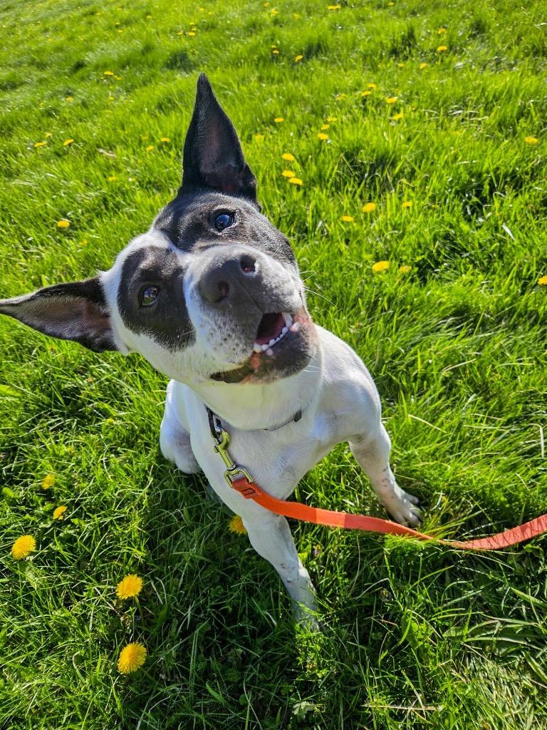 Enlarge Abigail, a Adoptable mixed breed in Gloversville, NY image 5/6