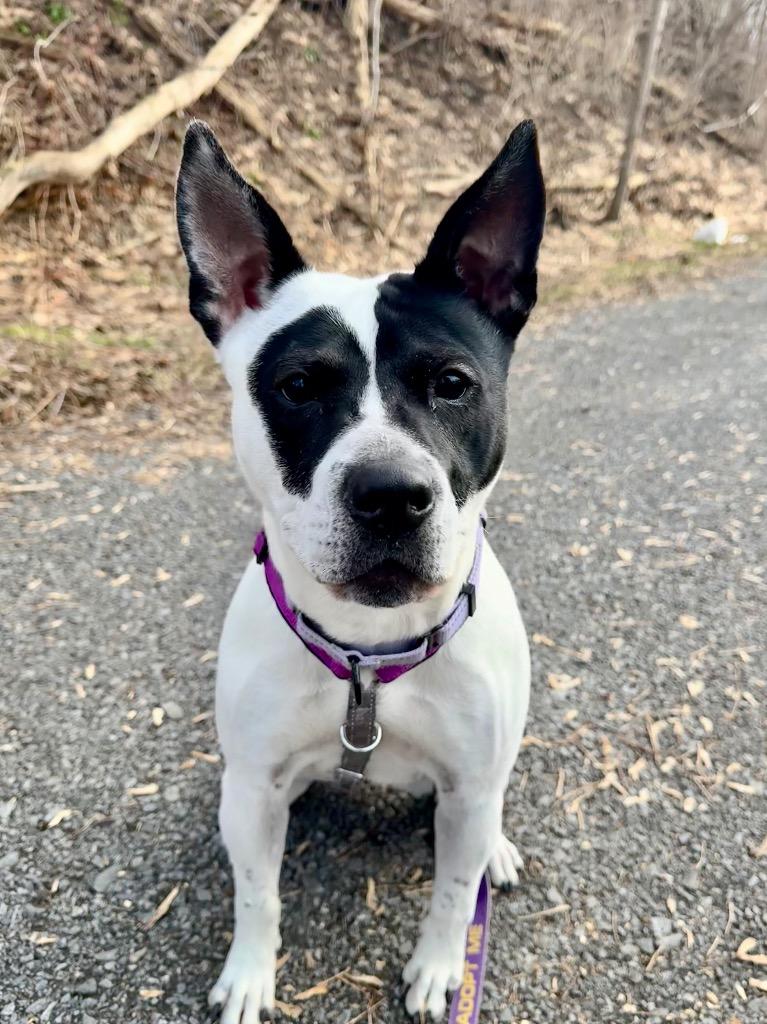 Enlarge Abigail, a Adoptable mixed breed in Gloversville, NY image 5/6