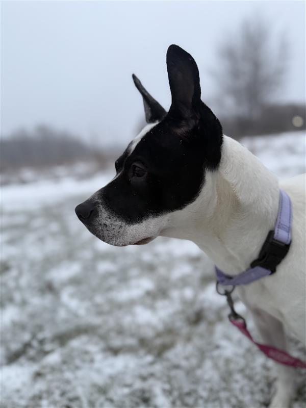 Enlarge Abigail, a Adoptable mixed breed in Gloversville, NY image 3/5