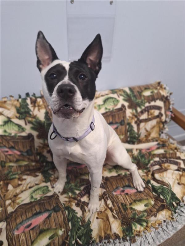 Enlarge Abigail, a Adoptable mixed breed in Gloversville, NY image 4/5