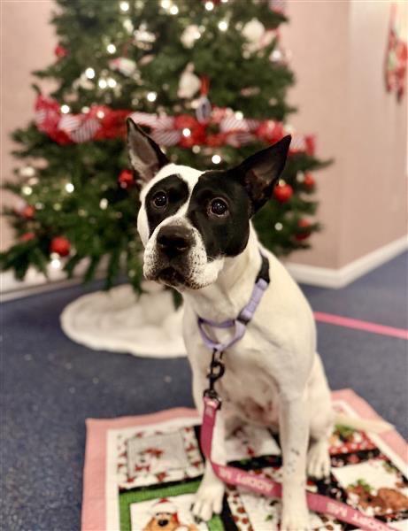 Enlarge Abigail, a Adoptable mixed breed in Gloversville, NY image 5/5