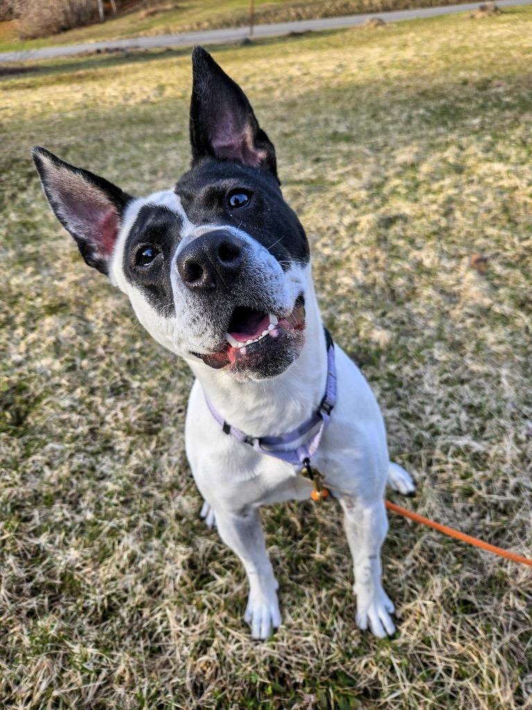 Enlarge Abigail, a Adoptable mixed breed in Gloversville, NY image 6/6