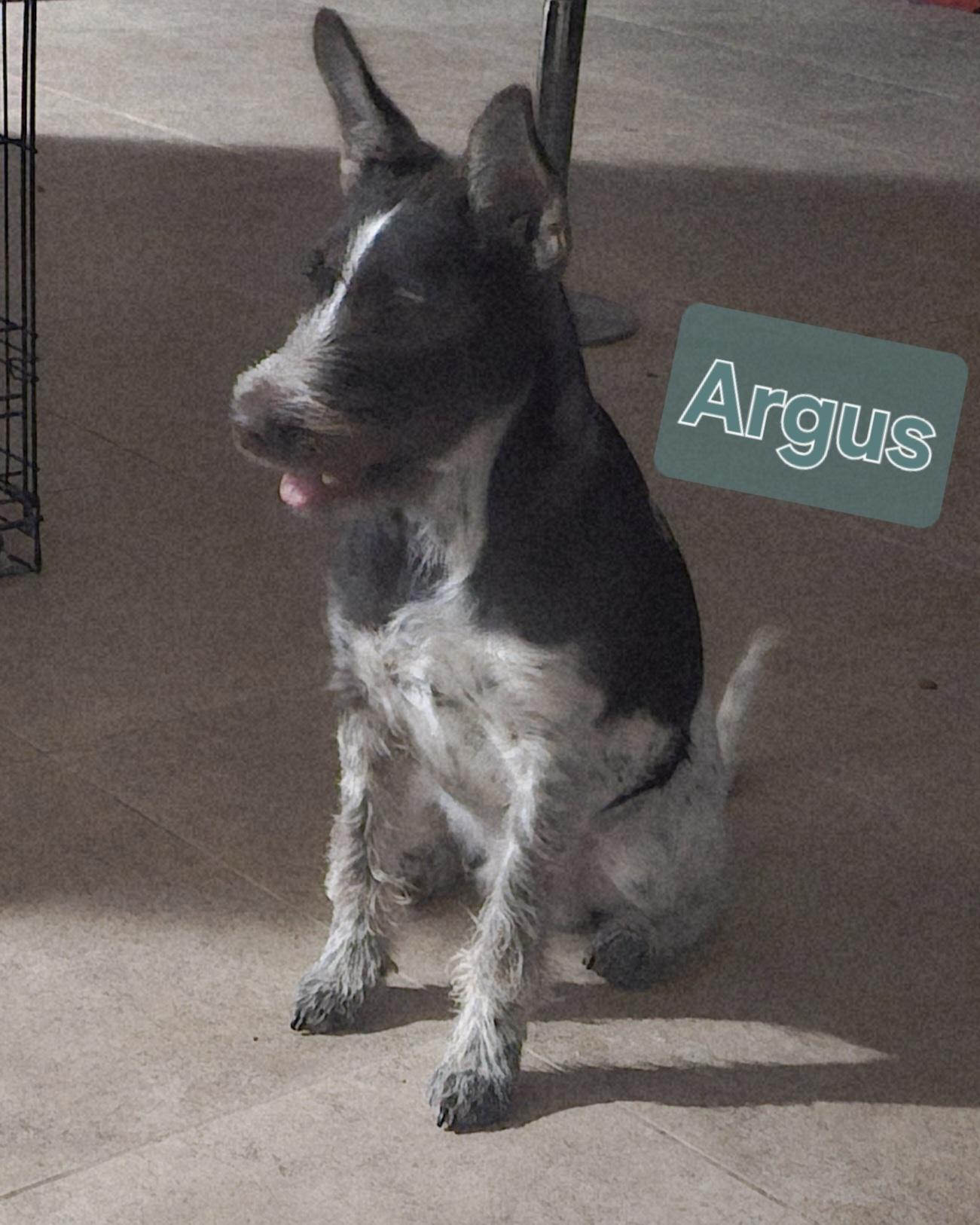Argus, ADOPTABLE, Young Male German Shorthaired Pointer.