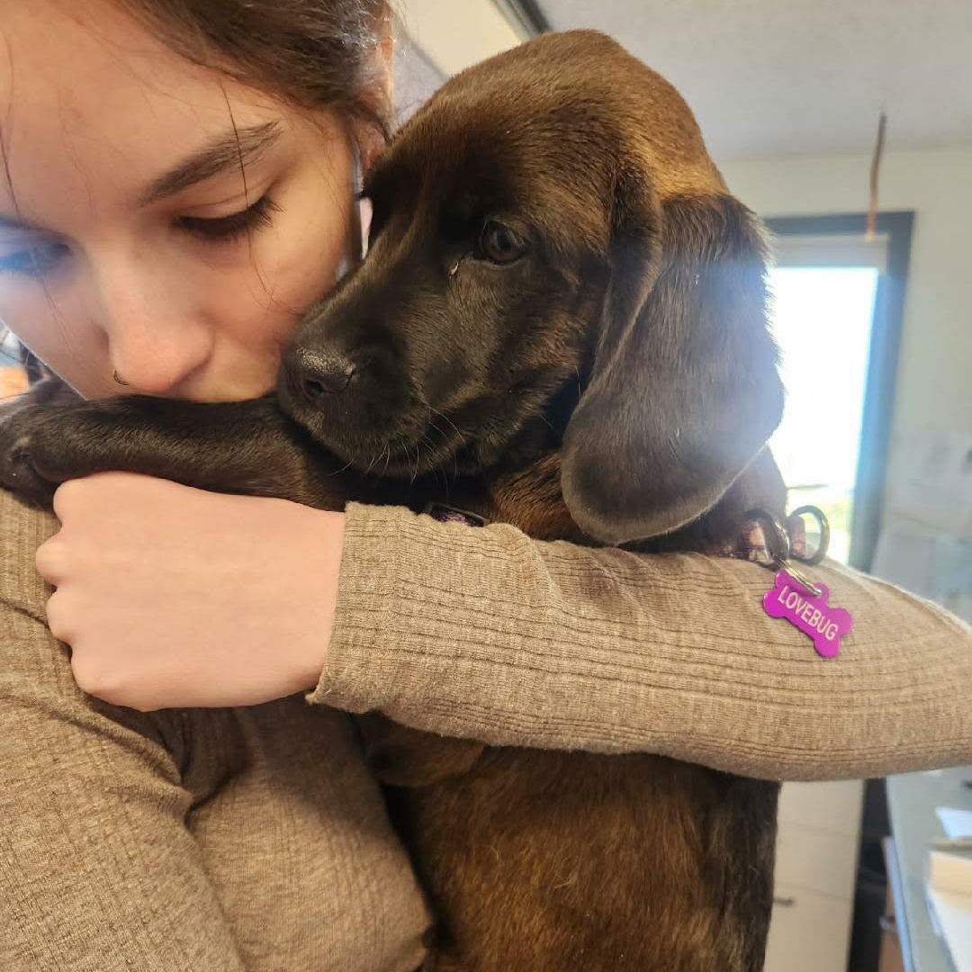 Enlarge AMETHYST, an adopted Mixed Breed in Loveland, CO image 3/6
