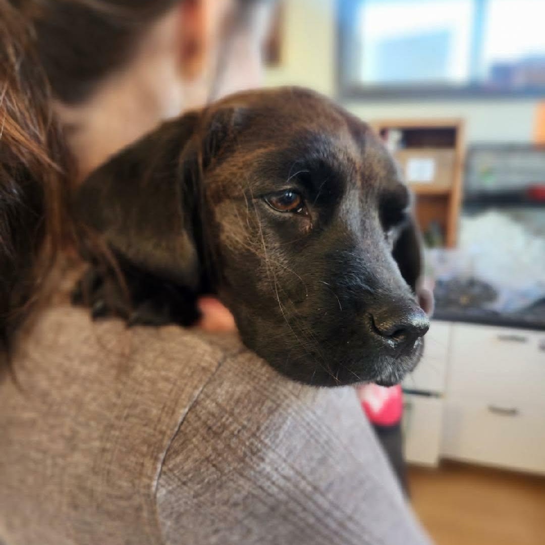 Enlarge AMETHYST, an adopted Mixed Breed in Loveland, CO image 5/6