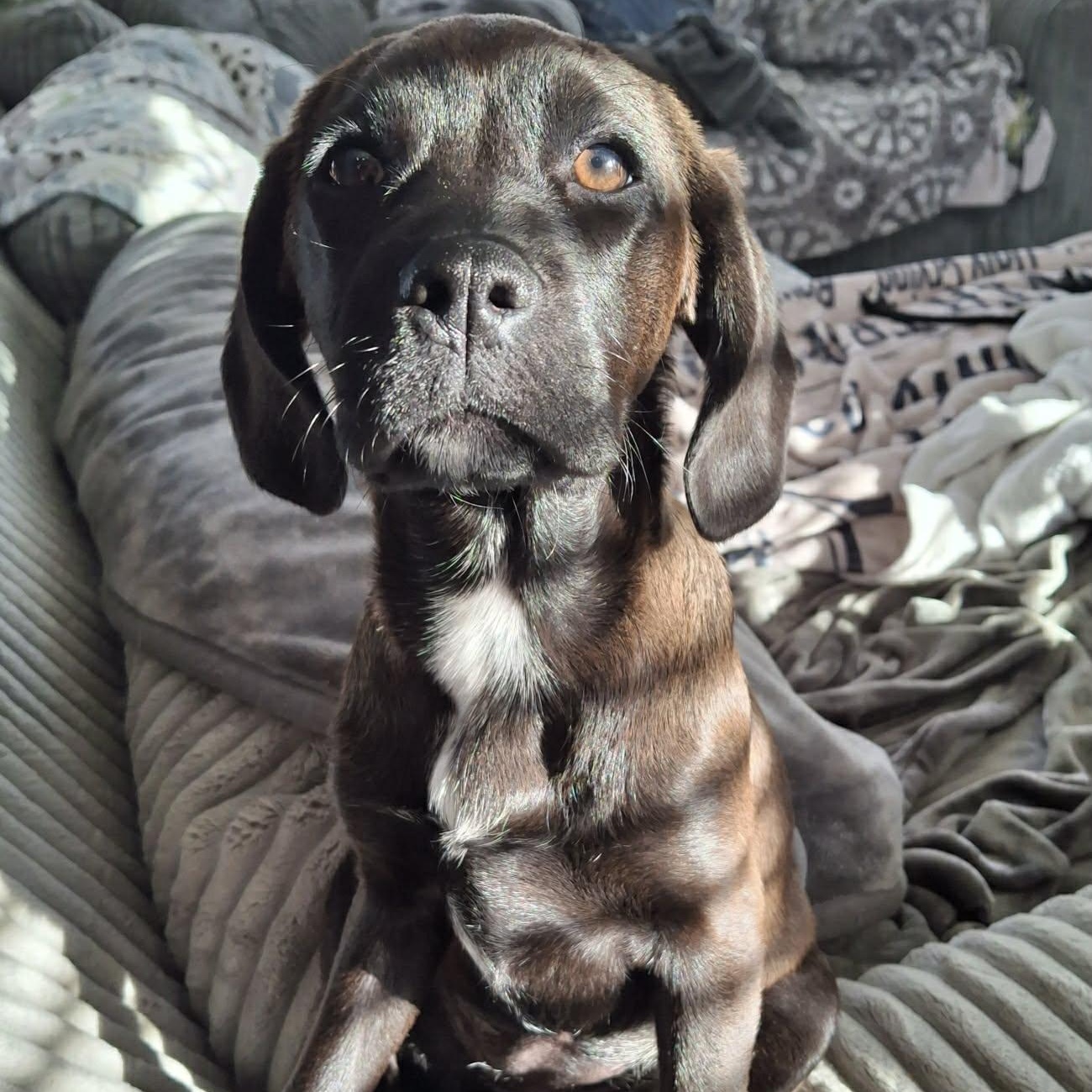 Enlarge AMETHYST, an adopted Mixed Breed in Loveland, CO image 6/6