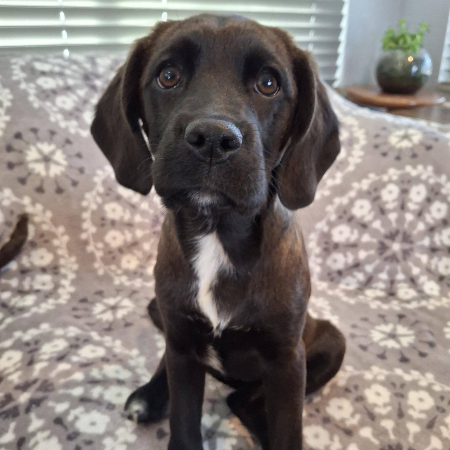 AMETHYST, ADOPTABLE, Puppy Female Mixed Breed.