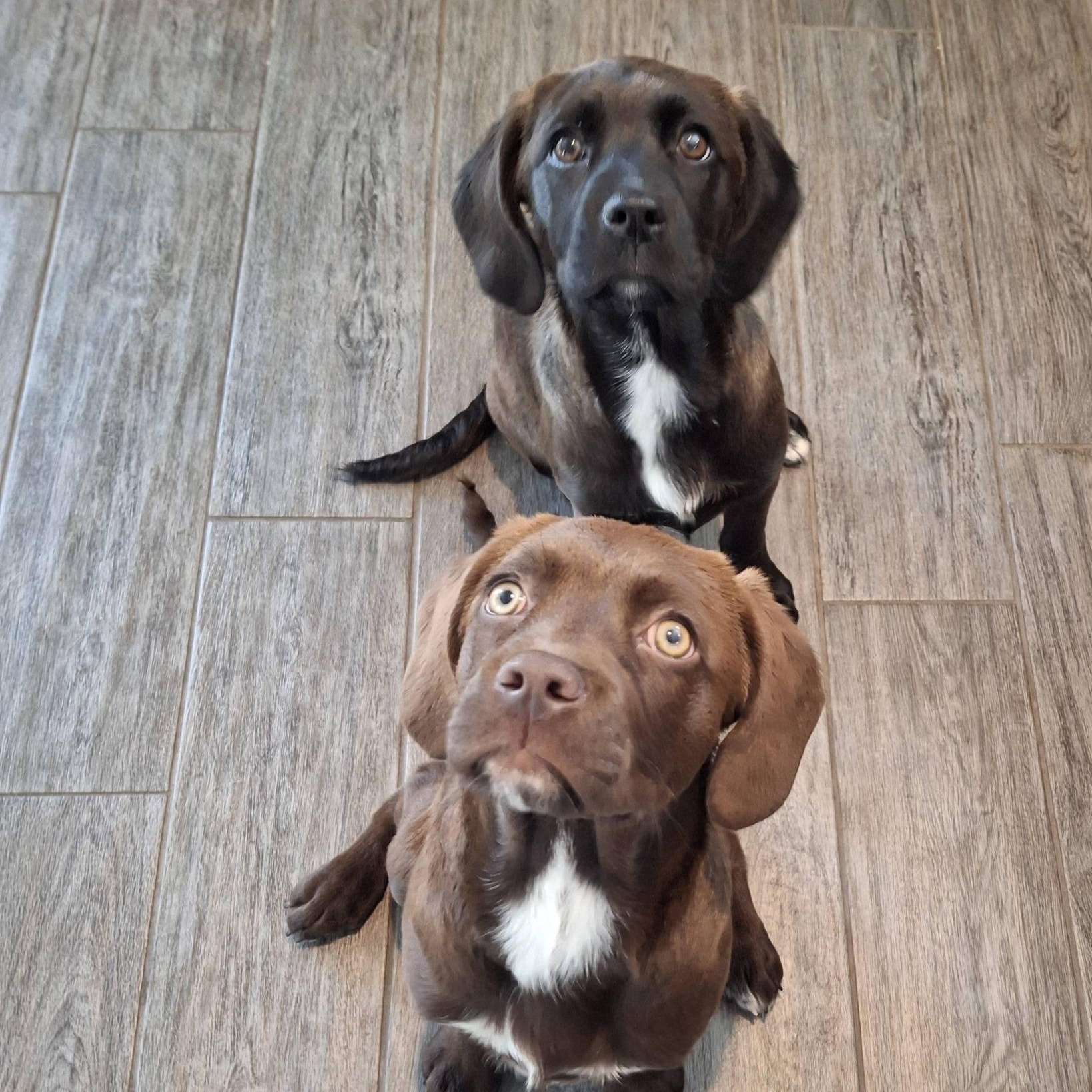 AMETHYST, a ADOPTABLE Mixed Breed in Loveland, CO image 2/2