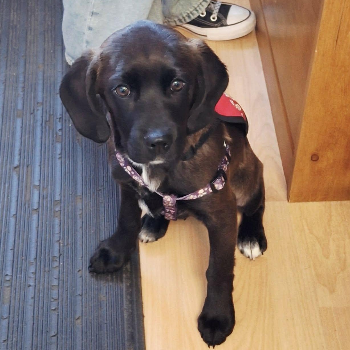 Enlarge AMETHYST, an adopted Mixed Breed in Loveland, CO image 4/6