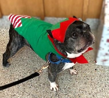 Enlarge Felix, a Adoptable mixed breed in Washington, DC image 1/3