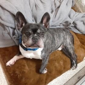 Enlarge Felix, a Adoptable mixed breed in Washington, DC image 2/3