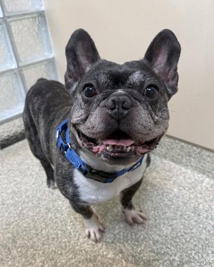 Enlarge Felix, a Adoptable mixed breed in Washington, DC image 3/3