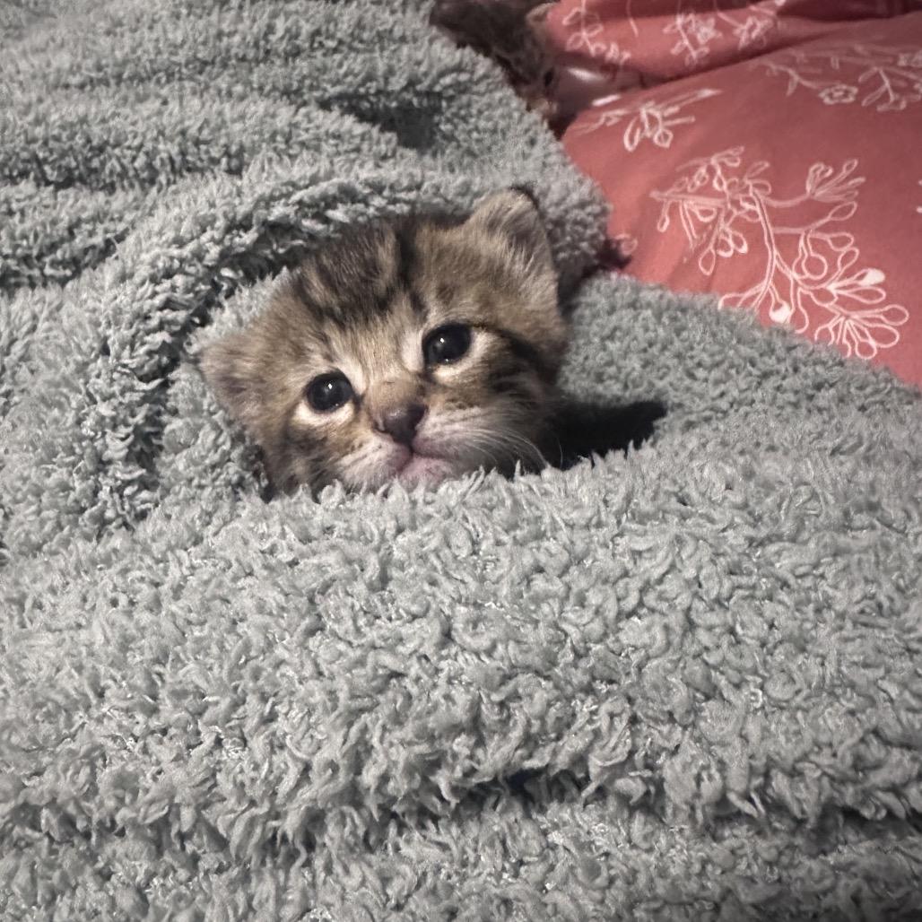 Pepper, Adoptable, Kitten Female Domestic Short Hair.