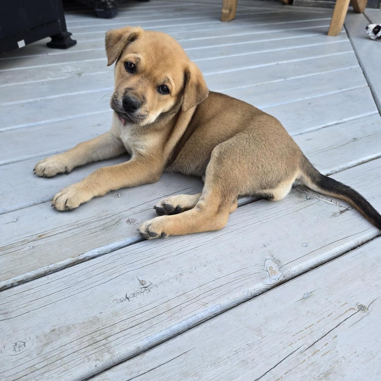 Rayne pending adoption, a ADOPTABLE mixed breed in Saskatoon, SK image 4/5