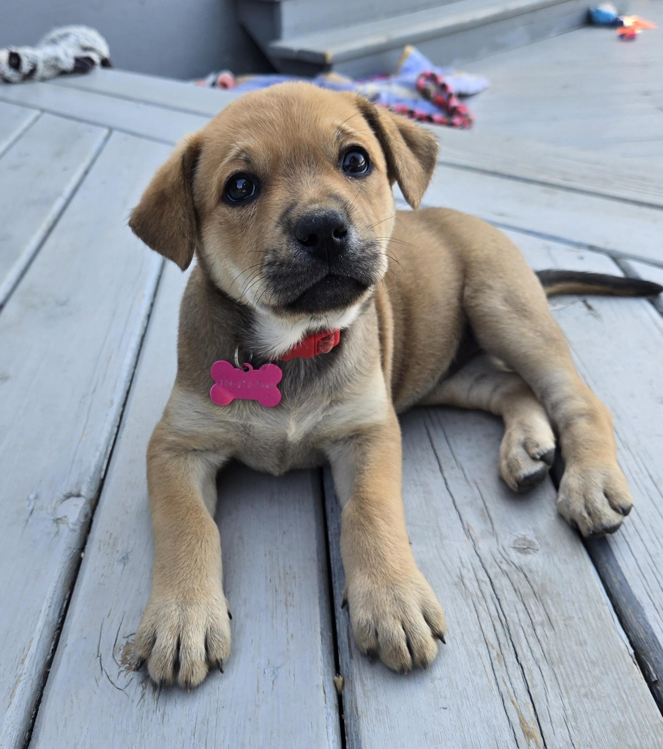 Rayne pending adoption, ADOPTABLE, Puppy Female Mixed Breed.
