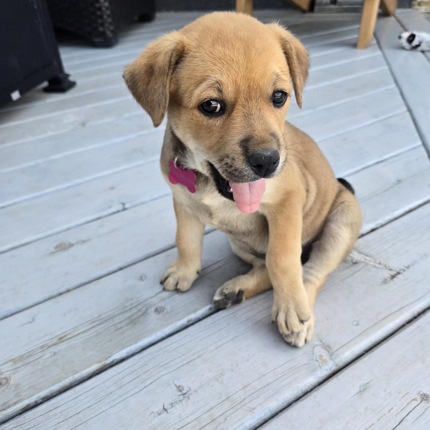 Rayne pending adoption, a ADOPTABLE mixed breed in Saskatoon, SK image 2/5
