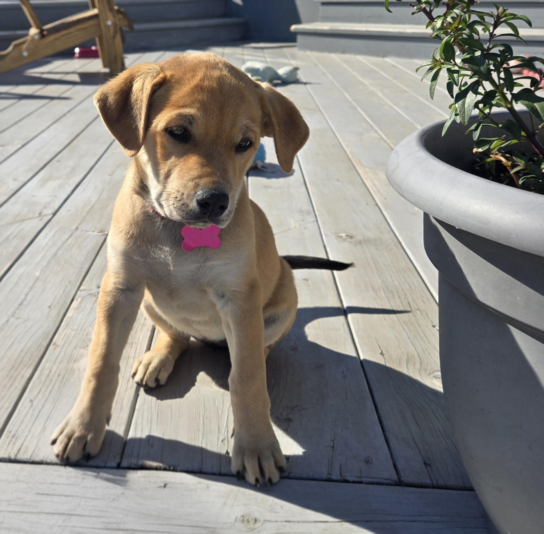 Rayne pending adoption, an adopted mixed breed in Saskatoon, SK image 1/6
