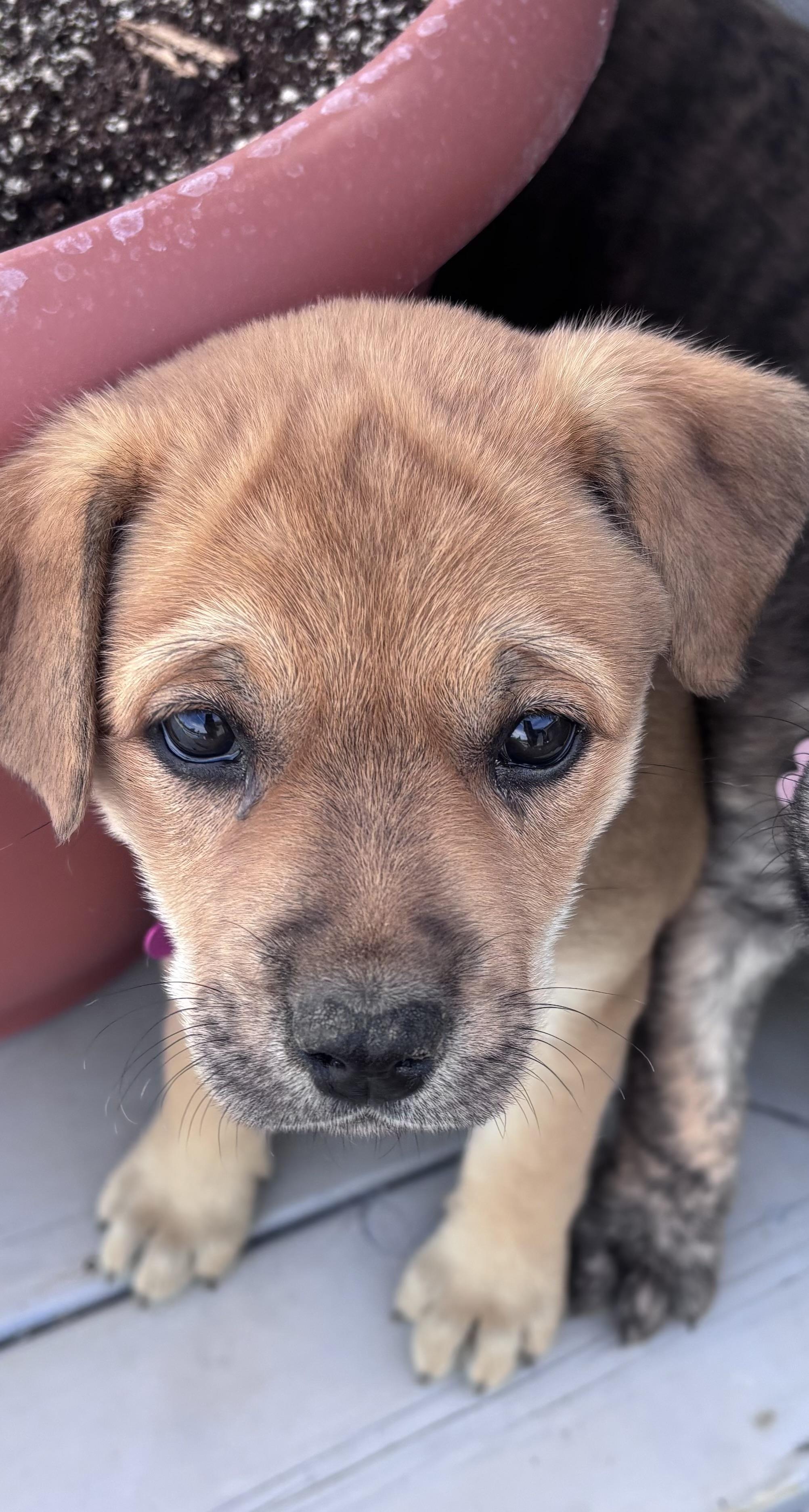 Rayne pending adoption, a ADOPTABLE mixed breed in Saskatoon, SK image 5/5