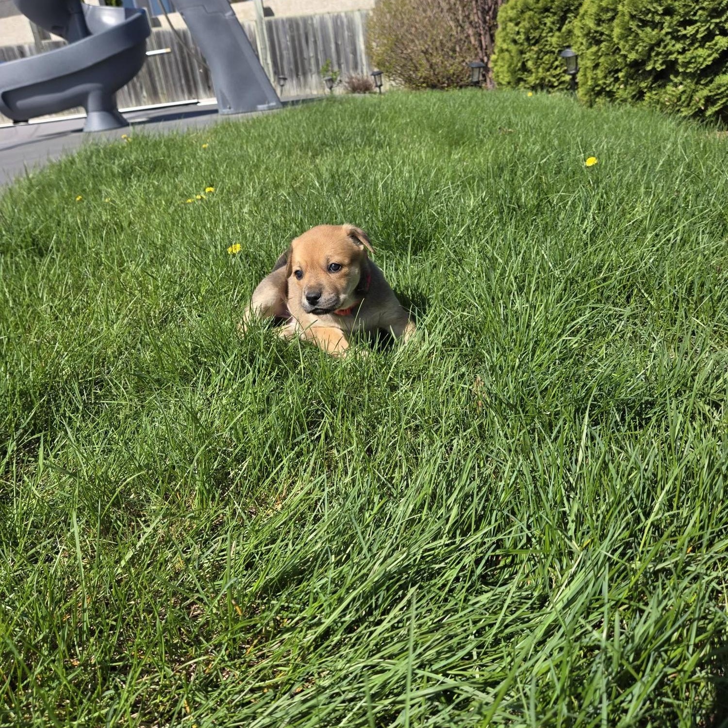Rayne pending adoption, a ADOPTABLE mixed breed in Saskatoon, SK image 3/5