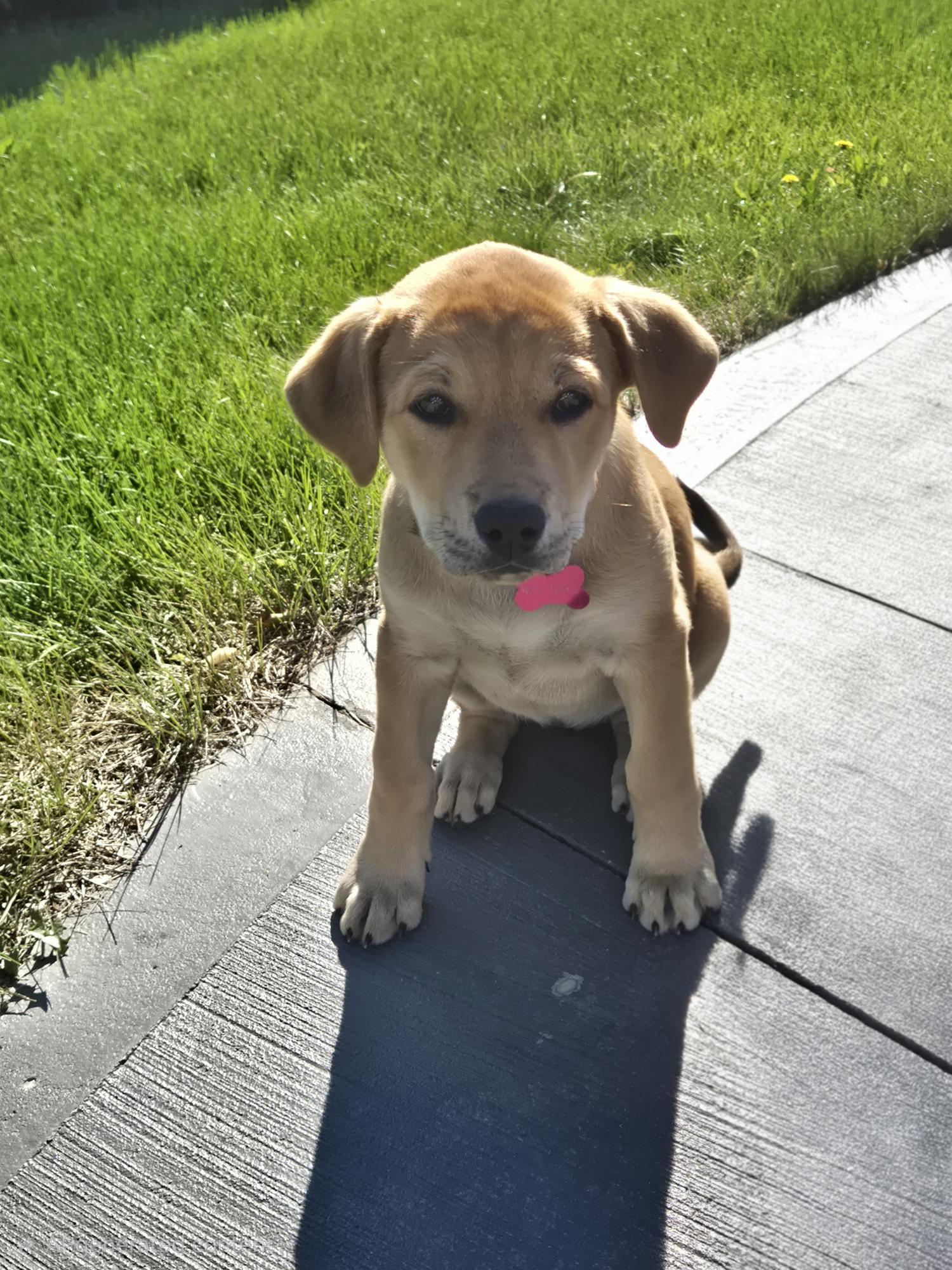 Rayne pending adoption, an adopted mixed breed in Saskatoon, SK image 2/6