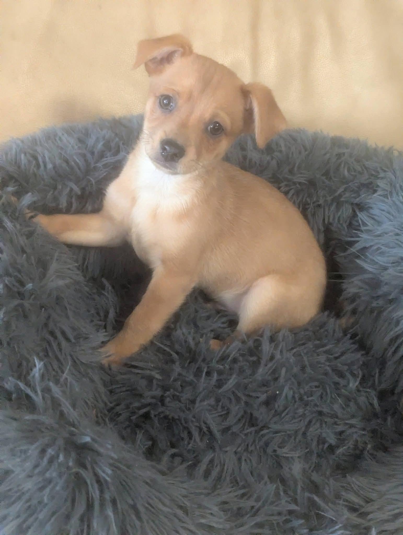 Jackie Jackson , a ADOPTABLE mixed breed in Oakland, CA image 3/6