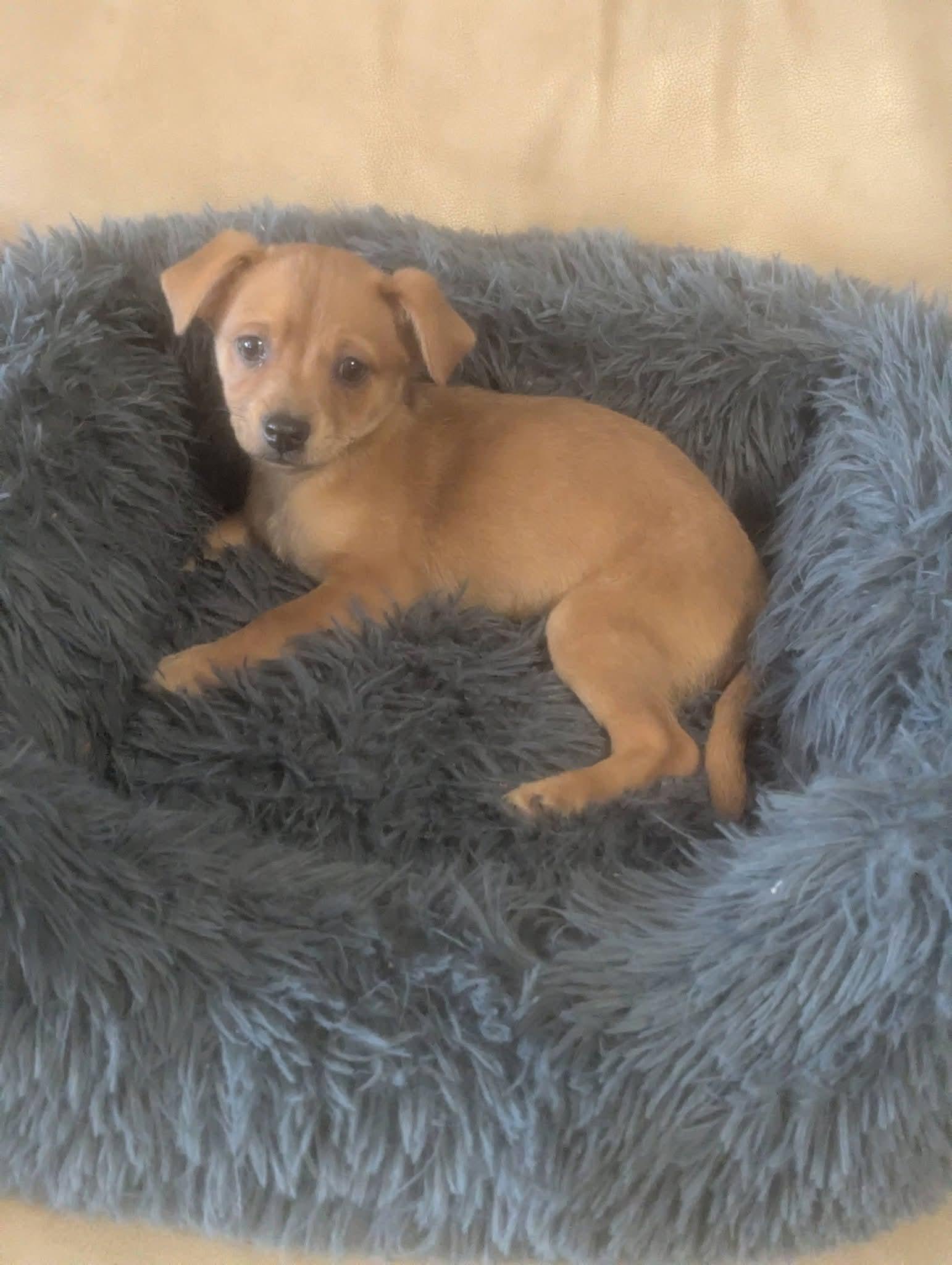 Jackie Jackson , a ADOPTABLE mixed breed in Oakland, CA image 1/6