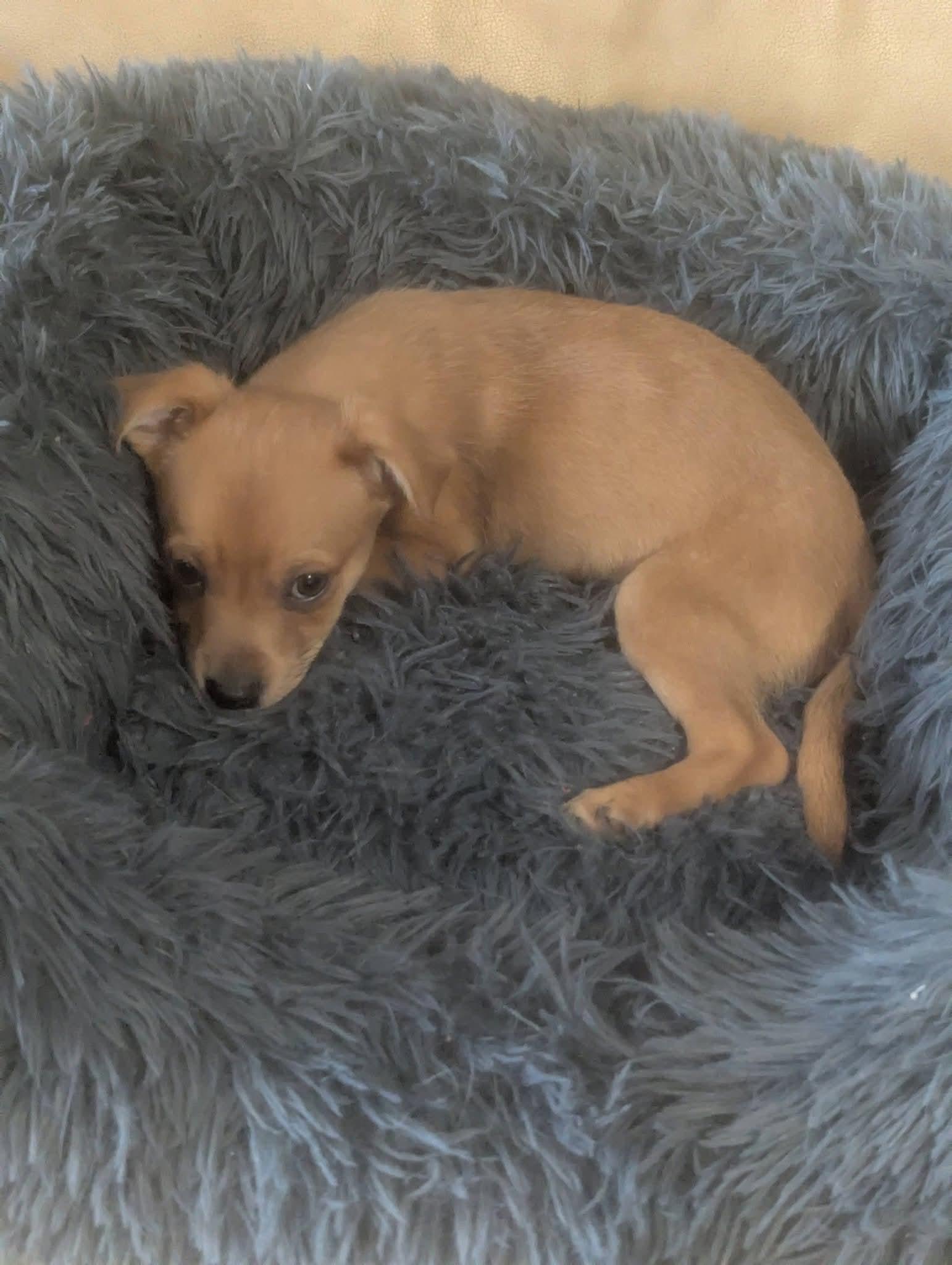 Jackie Jackson , a ADOPTABLE mixed breed in Oakland, CA image 5/6