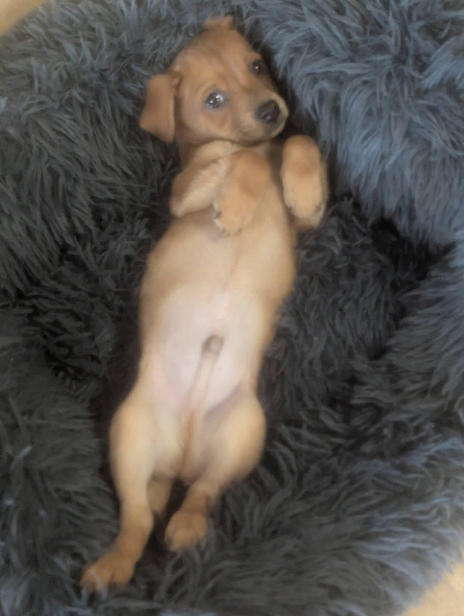 Jackie Jackson , a ADOPTABLE mixed breed in Oakland, CA image 4/6