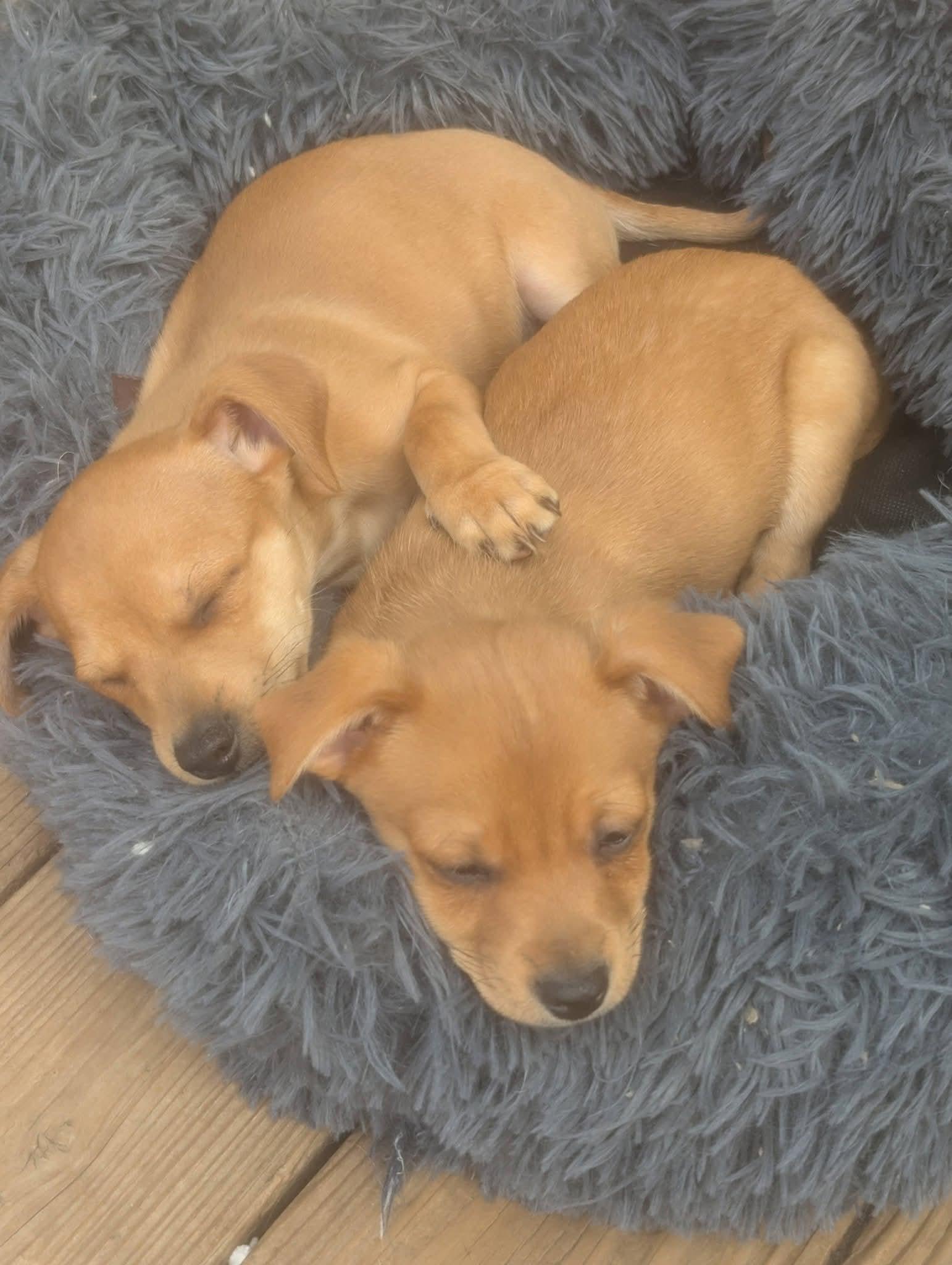 Jackie Jackson , a ADOPTABLE mixed breed in Oakland, CA image 2/6